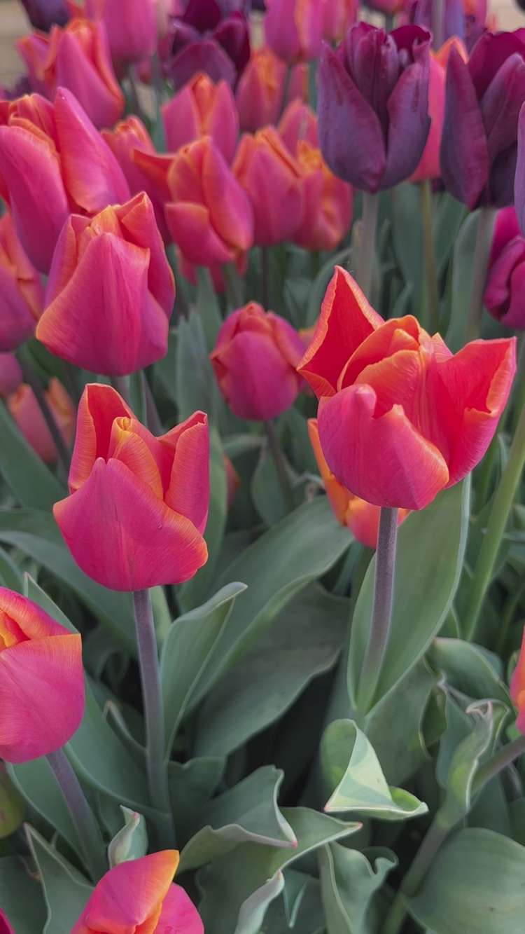 'Hugo' tulpanblandning